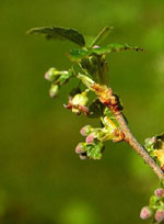 MSA RIBES NIGRUM 50 ML - Antica Farmacia Ferrari