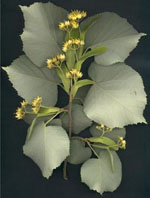 MSA TILIA TOMENTOSA 50 ML - Antica Farmacia Ferrari