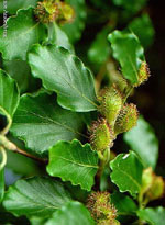 MSA FAGUS SYLVATICA 50 ML - Antica Farmacia Ferrari