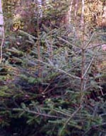 MSA ABIES PECTINATA 50 ML - Antica Farmacia Ferrari