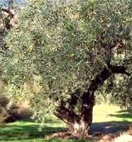 MSA OLEA EUROPEA 50 ML - Antica Farmacia Ferrari