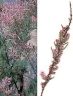 MSA TAMARIX GALLICA 50 ML - Antica Farmacia Ferrari