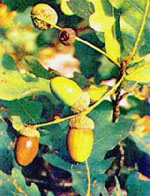 MSA QUERCUS PEDUNCOL 50 ML - Antica Farmacia Ferrari