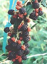 MSA RUBUS FRUCTICOSU 50 ML - Antica Farmacia Ferrari