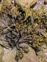 TSA FUCUS VESICULOSUS 50 ML - Antica Farmacia Ferrari