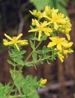 TSA HIPERICUM PERFORATUM 50 ML - Antica Farmacia Ferrari