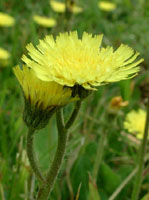 TSA HIERACIUM PILOSELLA 50 ML - Antica Farmacia Ferrari