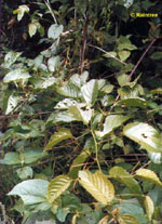 TSA UNCARIA TOMENTOSA 50 ML - Antica Farmacia Ferrari