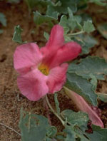 TSA HARPAGOPHYTUM 50 ML - Antica Farmacia Ferrari