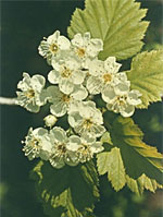 TSA CRATAEGUS OXYCANTHIA 50 ML - Antica Farmacia Ferrari