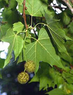 MSA PLATANUS ORIENTA 50 ML - Antica Farmacia Ferrari