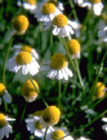 AZULIN GEL 40ML - Antica Farmacia Ferrari